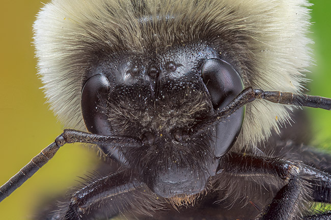 Extreme Macro Photograph of a Bumble Bee's Head